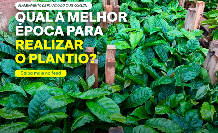 Qual A Melhor Poca Para Realizar O Plantio F Agro